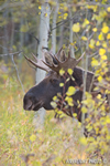 wildlife;Bull-Moose;Moose;Alces-alces;Aspen;Trees;Wilson;Grand-Teton;WY;D4;2013