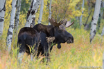 wildlife;Bull-Moose;Moose;Alces-alces;Aspen;Trees;Wilson;Grand-Teton;WY;D4;2013