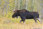 wildlife;Bull-Moose;Moose;Alces-alces;Aspen;Trees;Wilson;Grand-Teton;WY;D4;2013