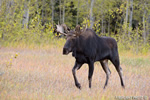 wildlife;Bull-Moose;Moose;Alces-alces;Aspen;Trees;Wilson;Grand-Teton;WY;D4;2013