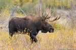 wildlife;Bull-Moose;Moose;Alces-alces;Snake-River;foliage;Grand-Teton;WY;D4;2013