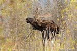 wildlife;Bull-Moose;Moose;Alces-alces;Snake-River;foliage;Grand-Teton;WY;D4;2013
