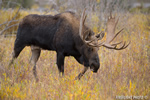 wildlife;Bull-Moose;Moose;Alces-alces;Snake-River;foliage;Grand-Teton;WY;D4;2013