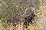 wildlife;Bull-Moose;Moose;Alces-alces;Snake-River;flehmen-response;Grand-Teton;WY;D4;2013