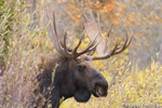 wildlife;Bull-Moose;Moose;Alces-alces;Snake-River;head-shot;foliage;Grand-Teton;WY;D4;2013