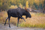 wildlife;Bull-Moose;Moose;Alces-alces;Snake-River;foliage;Grand-Teton;WY;D4;2013