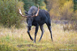 wildlife;Bull-Moose;Moose;Alces-alces;Snake-River;foliage;Grand-Teton;WY;D4;2013