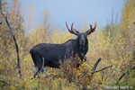 wildlife;Bull-Moose;Moose;Alces-alces;Snake-River;wet;foliage;Grand-Teton;WY;D4;2013