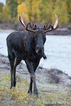 wildlife;Bull-Moose;Moose;Alces-alces;Snake-River;foliage;river;Grand-Teton;WY;D4;2013
