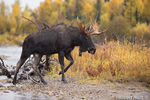 wildlife;Bull-Moose;Moose;Alces-alces;Snake-River;foliage;Grand-Teton;WY;D4;2013