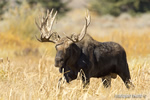 wildlife;Bull-Moose;Moose;Alces-alces;Gros-Ventre;Grand-Teton;WY;D4;2012