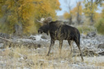 wildlife;Bull-Moose;Moose;Alces-alces;Foliage;Gros-Ventre;Grand-Teton;WY;D4;2012