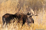 wildlife;Bull-Moose;Moose;Alces-alces;Foliage;Gros-Ventre;Grand-Teton;WY;D4;2012