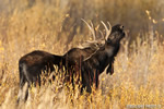 wildlife;Bull-Moose;Moose;Alces-alces;Foliage;Gros-Ventre;Grand-Teton;WY;D4;2012