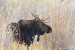 wildlife;Bull-Moose;Moose;Alces-alces;Foliage;Gros-Ventre;Grand-Teton;WY;D4;2012