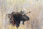 wildlife;Bull-Moose;Moose;Alces-alces;Foliage;Gros-Ventre;Grand-Teton;WY;D4;2012