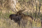 wildlife;Bull-Moose;Moose;Alces-alces;bedded-down;Schumacher-Landing;Grand-Teton;WY;D4;2012