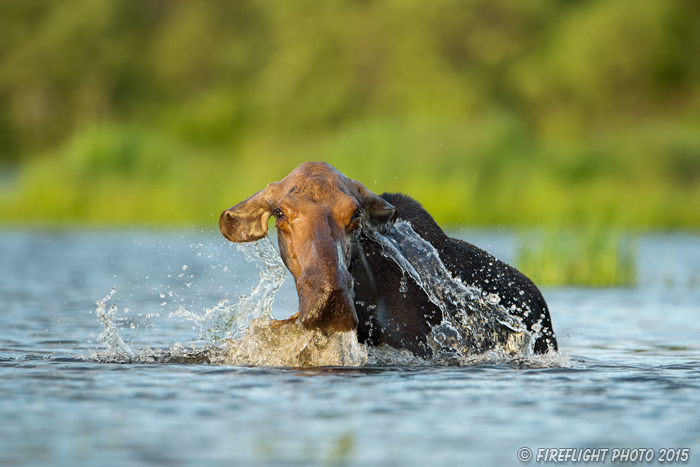 wildlife;Cow Moose;Moose;Alces alces;Lake;Water;North Maine;ME;D4s;2015