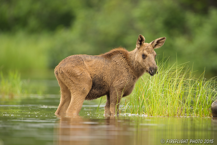 wildlife;calf Moose;Moose;Alces alces;Lake;Water;North Maine;ME;D4s;2015