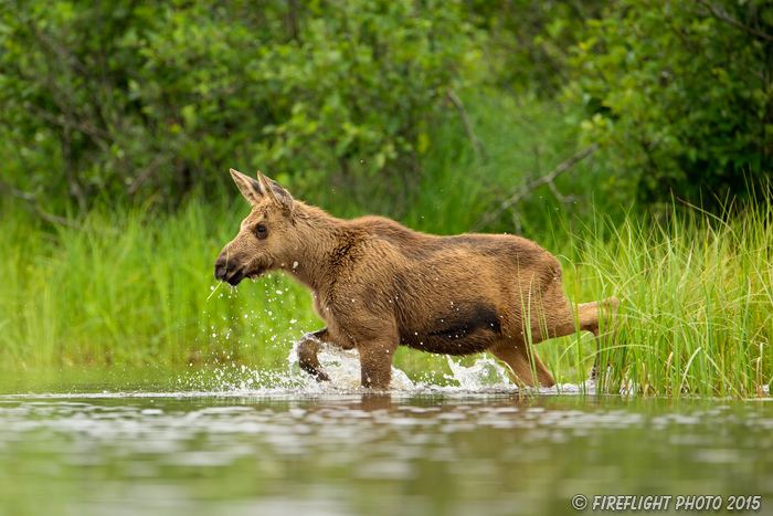 wildlife;calf Moose;Moose;Alces alces;Lake;Water;North Maine;ME;D4s;2015