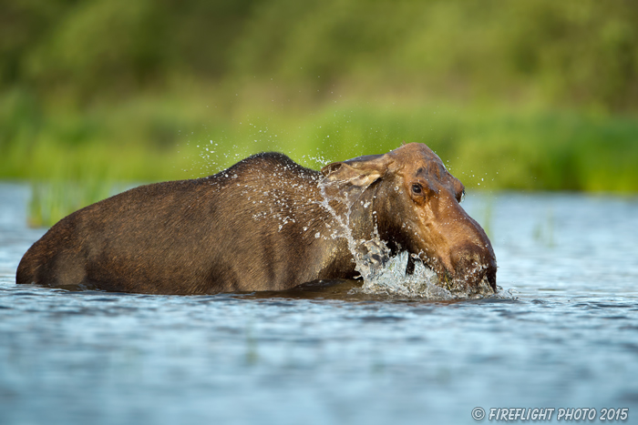 wildlife;Cow Moose;Moose;Alces alces;Lake;Water;North Maine;ME;D4s;2015