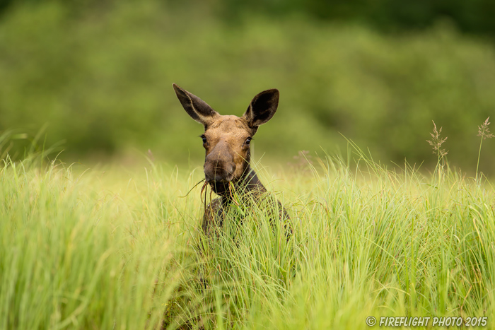 wildlife;Cow Moose;Moose;Alces alces;Lake;grass;North Maine;ME;D4s;2015