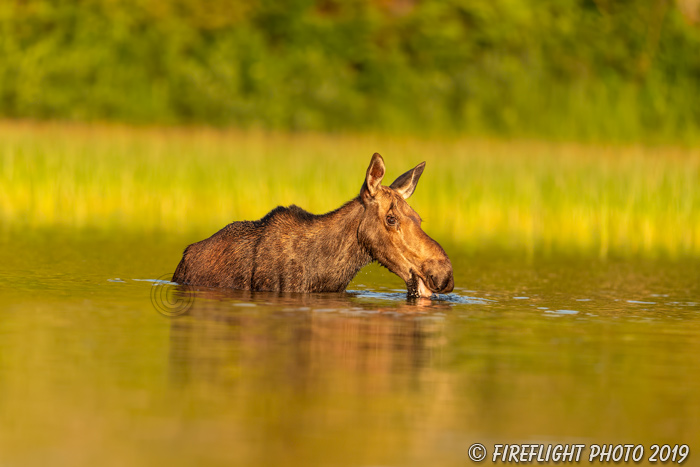 wildlife;Bull Moose;Moose;Alces alces;Pond;Calf;Maine;ME;sunrise;D5;600mm