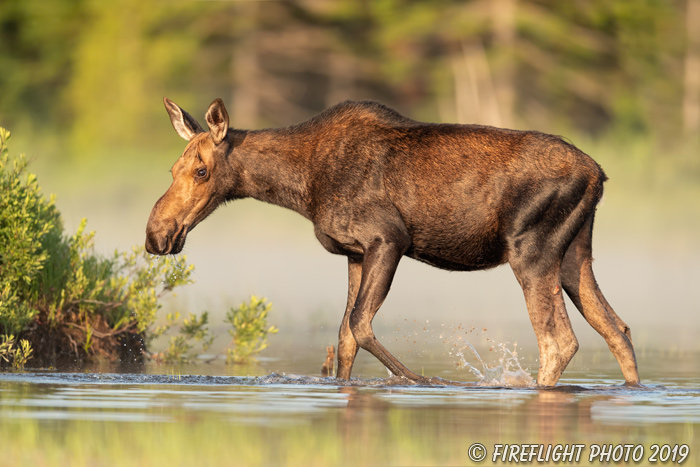 wildlife;Moose;calf moose;Alces alces;Pond;Calf;Maine;ME;fog;sunrise;D5;600mm