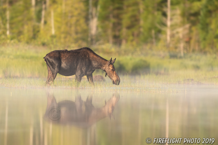wildlife;Cow Moose;Moose;Alces alces;Pond;Cow;Maine;ME;fog;foggy;D5;600mm