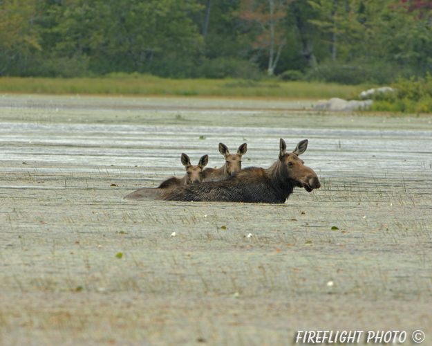 wildlife;Cow Moose;Moose;Alces alces;Pond;Cow;Calf;Calves Maine;ME;Millinocket