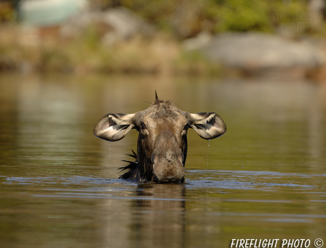 wildlife;Cow Moose;Moose;Alces alces;Pond;Cow;Maine;ME;Greenville