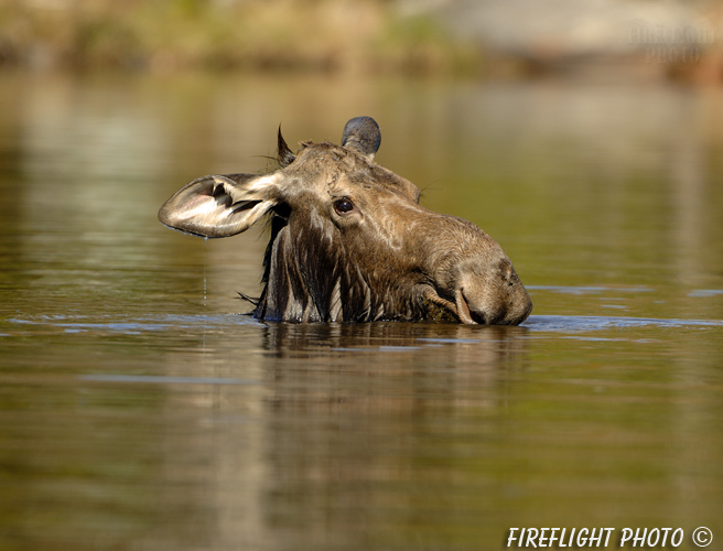 wildlife;Cow Moose;Moose;Alces alces;Pond;Cow;Maine;ME;Greenville