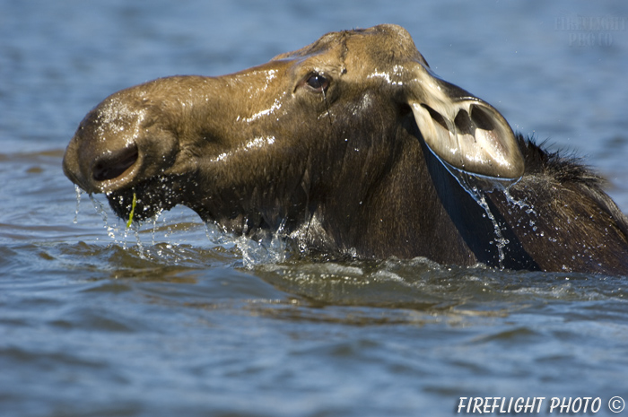 wildlife;Cow Moose;Moose;Alces alces;Pond;Cow;Maine;ME;Greenville