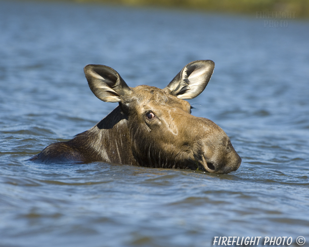 wildlife;Cow Moose;Moose;Alces alces;Pond;Cow;Maine;ME;Greenville