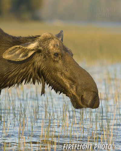 wildlife;Cow Moose;Moose;Alces alces;Pond;Cow;Maine;ME;Greenville