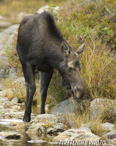 wildlife;Cow Moose;Moose;Alces alces;Pond;Cow;Baxter SP;Baxter;Maine;ME;Sandy Stream Pond