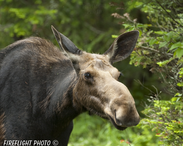 wildlife;Cow Moose;Moose;Alces alces;Cow;Errol;New Hampshire;NH