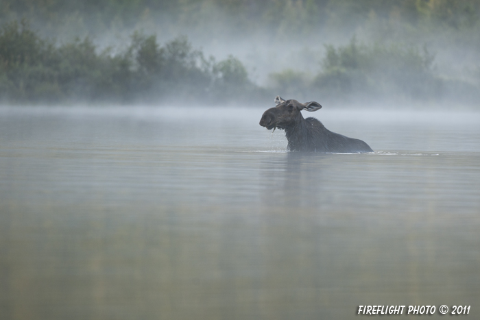 wildlife;Moose;Alces alces;Pond;Fog;Maine;ME;Cow Moose;Cow;Greenville;D3X