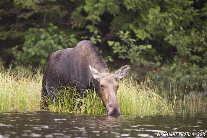 wildlife;Moose;Alces alces;Pond;Grass;Maine;ME;Cow Moose;Cow;Greenville;D3X