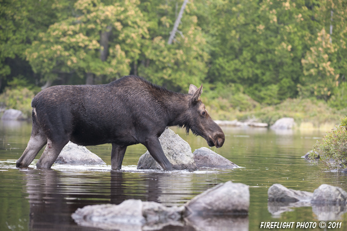 wildlife;Moose;Alces alces;Pond;Rocks;Maine;ME;Cow Moose;Cow;Greenville;D3X