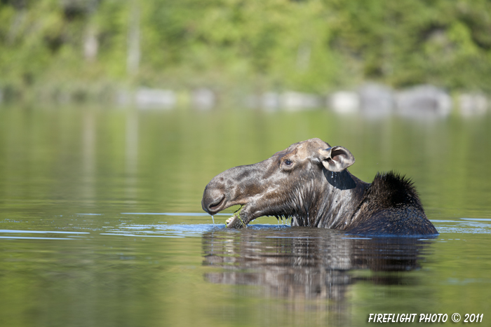 wildlife;Moose;Alces alces;Pond;Reflections;Maine;ME;Cow Moose;Cow;Greenville;D3X