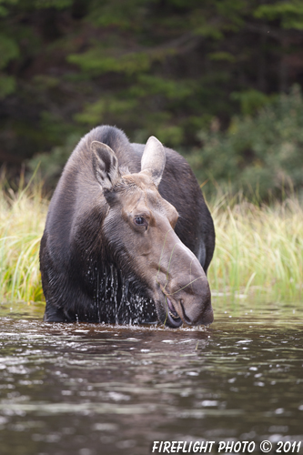 wildlife;Cow Moose;Moose;Alces alces;Pond;Cow;Maine;ME;Greenville;D3X