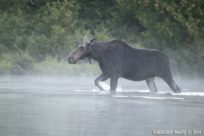 wildlife;Moose;Alces alces;Pond;Fog;Maine;ME;Cow Moose;Cow;Greenville;D3X