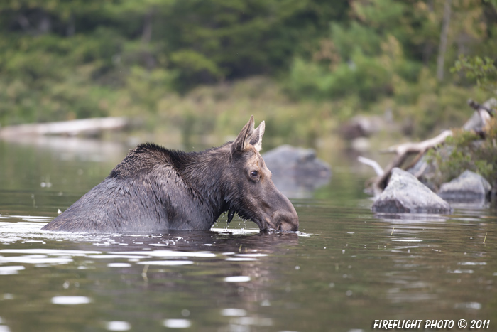 wildlife;Cow Moose;Moose;Alces alces;Pond;Cow;Maine;ME;Greenville;D3X