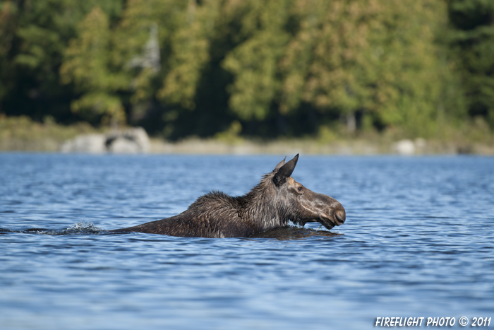 wildlife;Moose;Alces alces;Pond;Swimming;Maine;ME;Cow Moose;Cow;Greenville;D3X