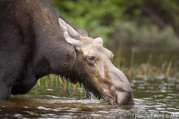 wildlife;Moose;Alces alces;Pond;Head Shot;Maine;ME;Cow Moose;Cow;Greenville;D3X