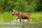 wildlife;calf-Moose;Moose;Alces-alces;Lake;Water;North-Maine;ME;D4s;2015