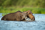 wildlife;Cow-Moose;Moose;Alces-alces;Lake;Water;North-Maine;ME;D4s;2015