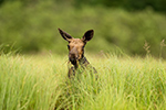 wildlife;Cow-Moose;Moose;Alces-alces;Lake;grass;North-Maine;ME;D4s;2015