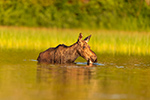 wildlife;Bull-Moose;Moose;Alces-alces;Pond;Calf;Maine;ME;sunrise;D5;600mm